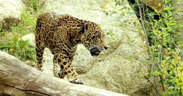 Житель Бразилии голыми руками одолел ягуара