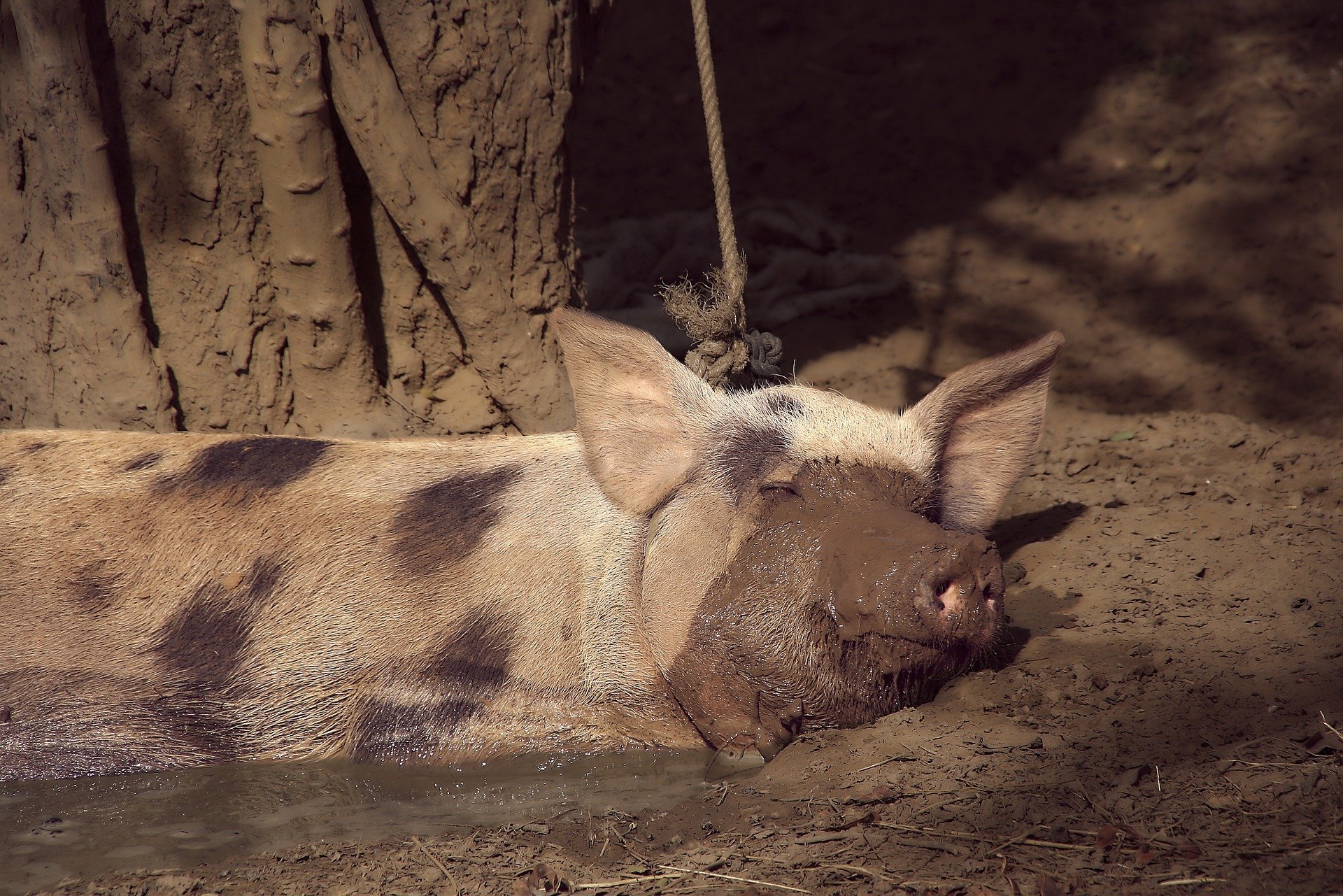 

В Удмуртии за антисанитарию закрыли частную свиноферму

