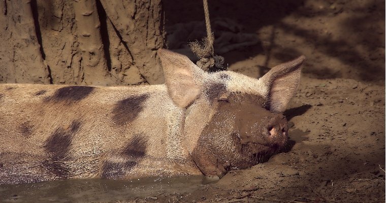 В Удмуртии за антисанитарию закрыли частную свиноферму