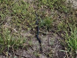 Ветврач предупредил о пробуждении змей и рассказал, как действовать при укусе