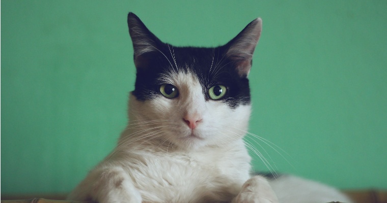 Жители Ижевска могут помочь в сборе вещей приюту для животных «Дом кота»