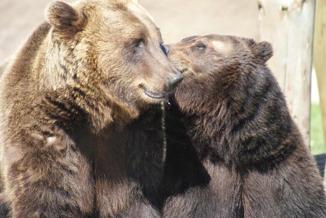 

Медведи в зоопарке Ижевска перестали выходить на прогулки


