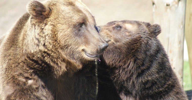 Медведи в зоопарке Ижевска перестали выходить на прогулки