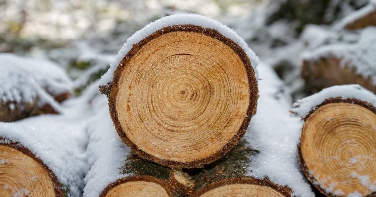 Надо рубить: Удмуртия не осваивает более 20% расчетной лесосеки