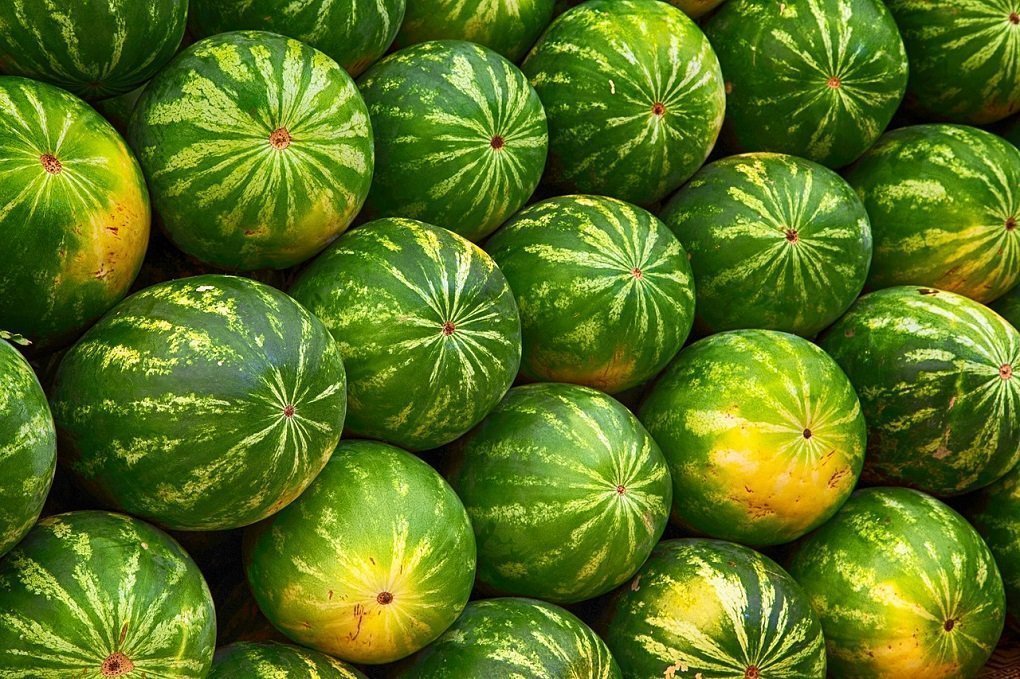 Ученые выяснили вкус первых выращенных людьми арбузов