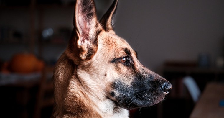 В Ижевске осудили мужчину, который в июне 2022 года натравил своего пса на полицейских