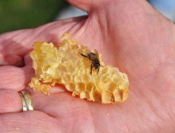 Итоги дня: проблемы пчеловодов, провалы асфальта в Ижевске и резкое похолодание