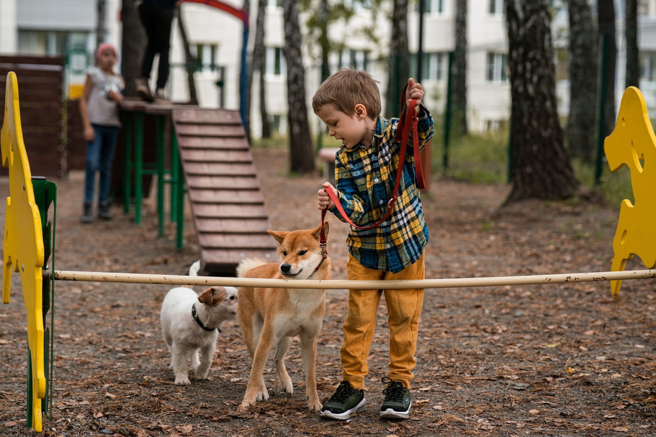 

Две площадки для выгула собак появятся в Ижевске до конца года 

