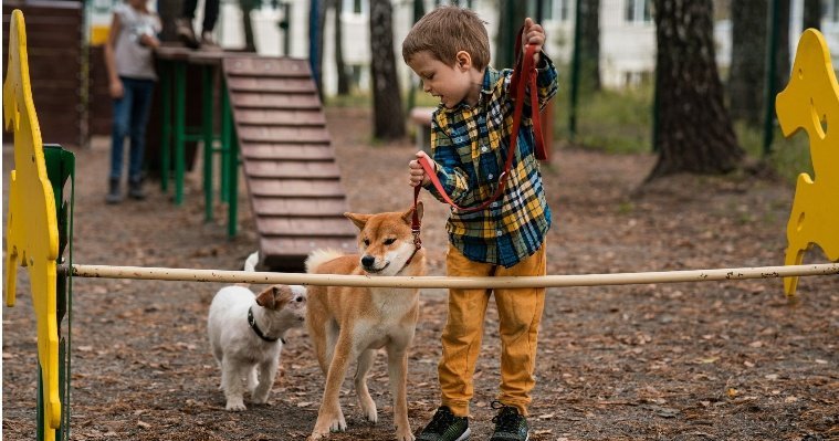Две площадки для выгула собак появятся в Ижевске до конца года 