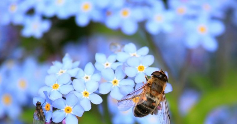 Пасечникам Удмуртии планируют возместить потери от гибели пчелосемей