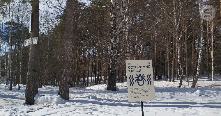 На обработку лесов и рекреационных зон в Ижевске от клещей планируют выделить полмиллиона рублей