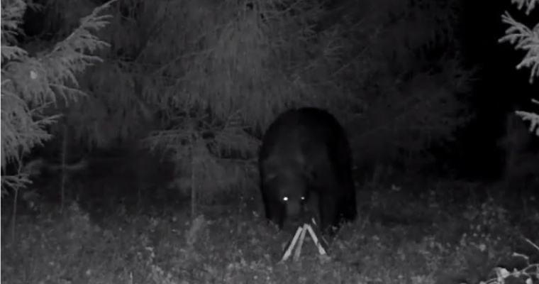 Пчеловод из Удмуртии поймал дикого медведя в фотоловушку
