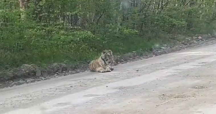 Вышедшего к людям тигренка поместили в реабилитационный центр в Приморье