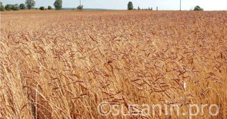 Уборка зерновых практически завершилась в Удмуртии