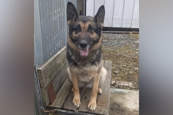 Для трёх бывших хвостатых сотрудников УФСИН нашли новый дом 