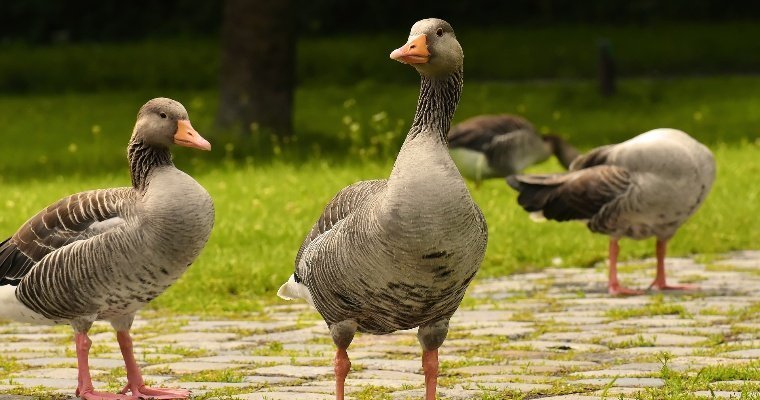 Жителей Удмуртии предупредили об опасности прихода в регион гриппа птиц