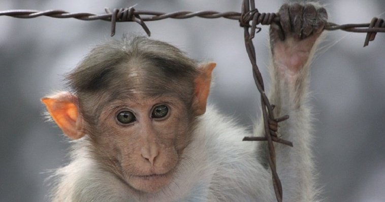 В Новой Москве обезьяна откусила ребенку два пальца
