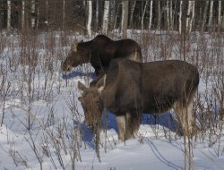 Браконьеров из Пермского края поймали в Удмуртии на макет лося