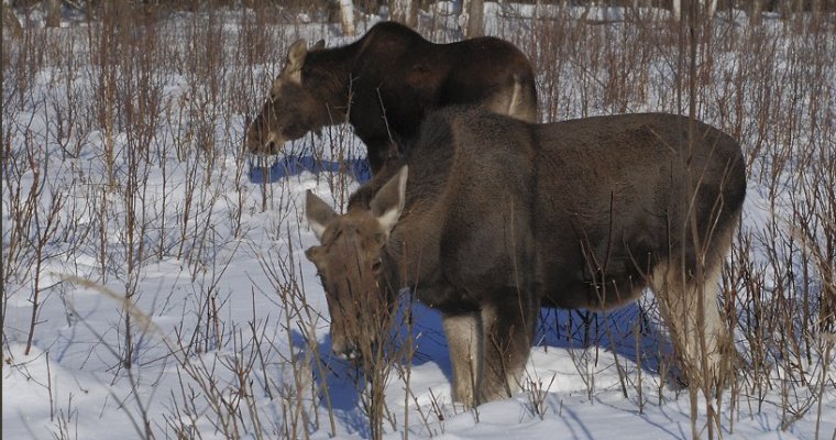 Браконьеров из Пермского края поймали в Удмуртии на макет лося