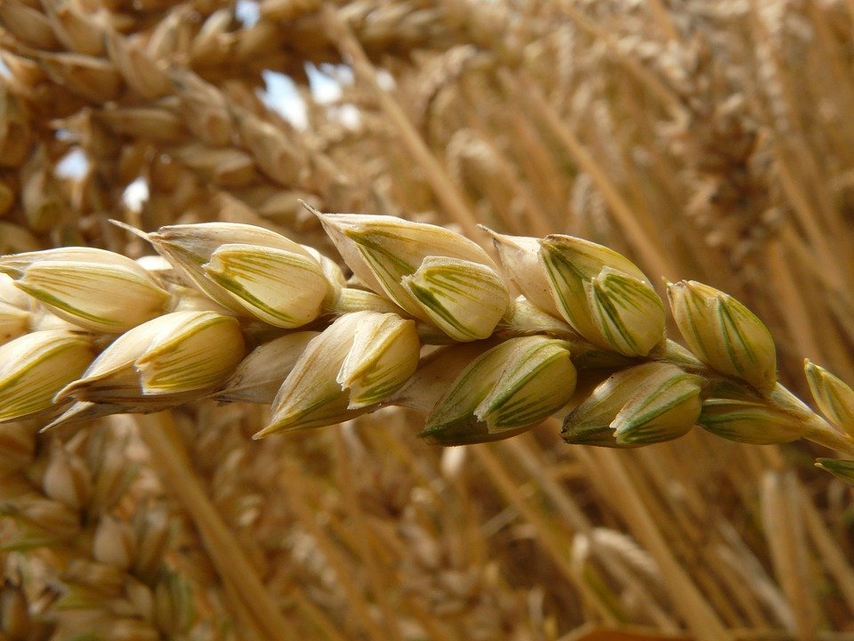 В Удмуртии поставили рекорд по урожаю зерновых