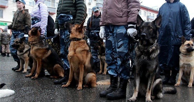 Кинологический расчёт не будет участвовать в Параде Победы в Ижевске 
