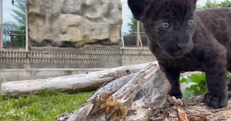Итоги дня: рождение котёнка-ягуара в ижевском зоопарке и передача городских земель под парковки