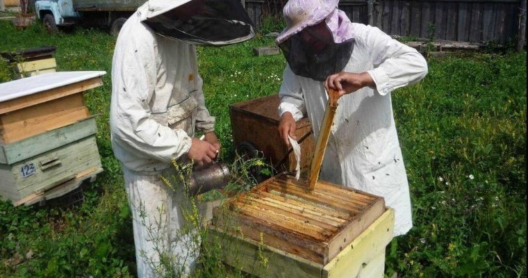 На пасеке Каракулинского района у пчел выявили нозематоз