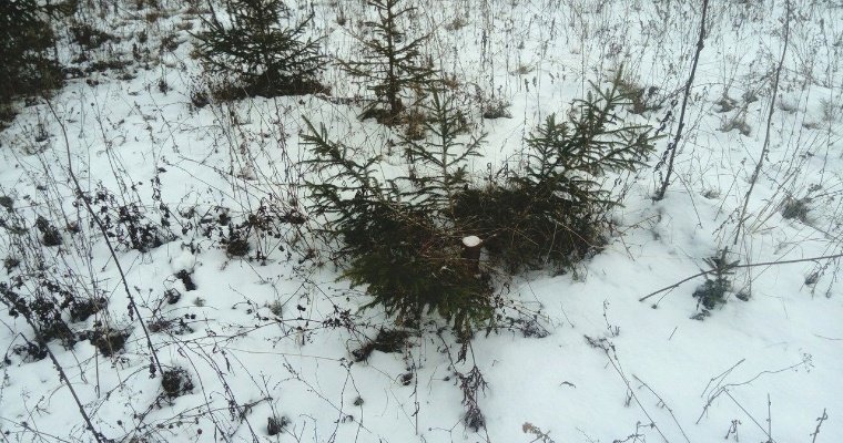 16 случаев незаконной вырубки елей выявили в Удмуртии в преддверии Нового года