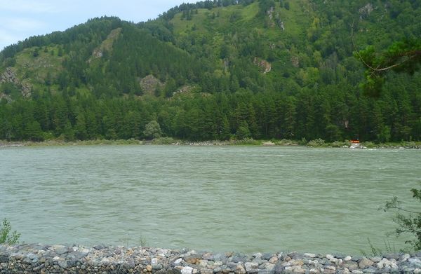 Трех детей во время купания унесло течением реки в Алтайском крае