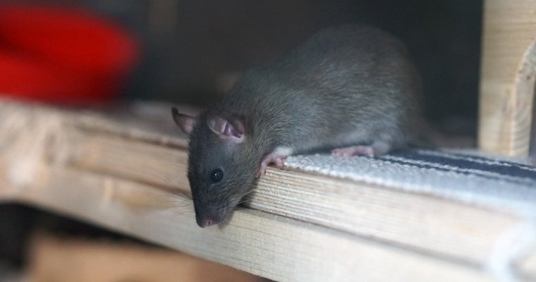 Крысы съели хранившуюся в полиции Нового Орлеана коноплю