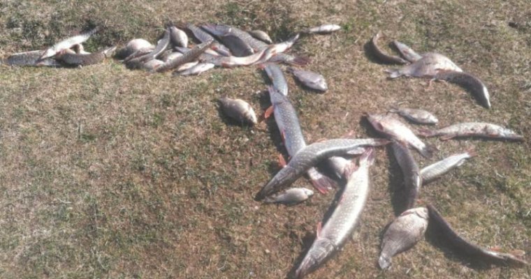 45 щук и карасей незаконно выловил житель Удмуртии в период нереста рыб