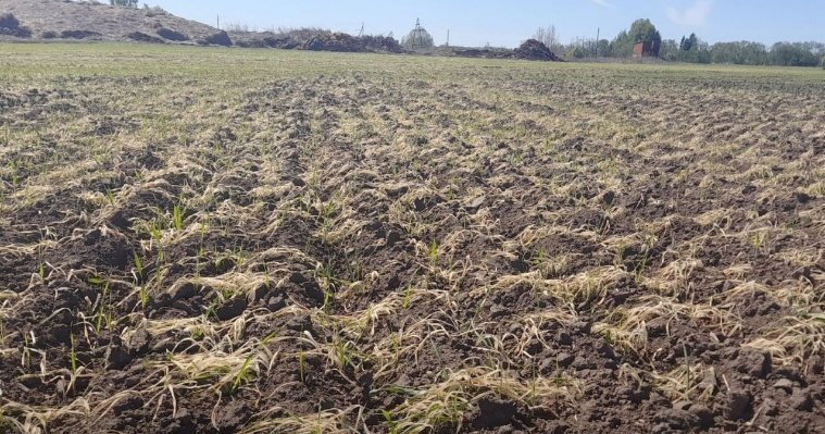 Еще в двух районах Удмуртии из-за ночных заморозков погибли ранние посевы
