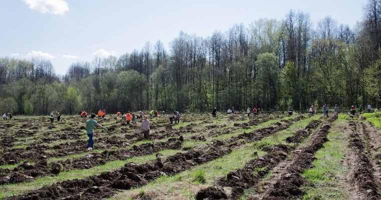 Лесовосстановительный сезон закончили в Удмуртии с превышением плановых показателей
