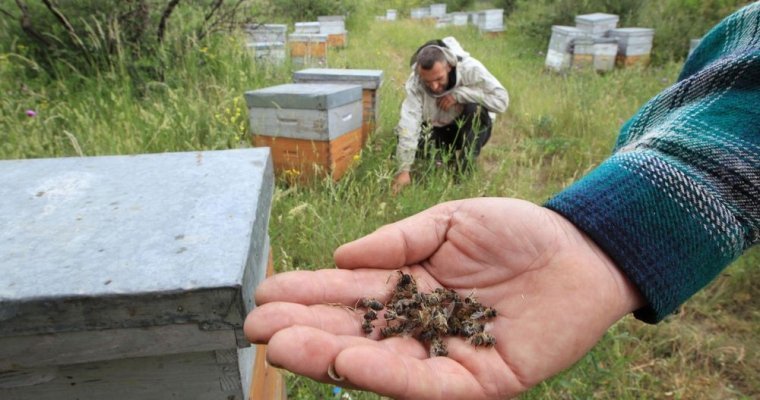 Ущерб от массовой гибели пчёл в Удмуртии составил 1,5 миллиона рублей