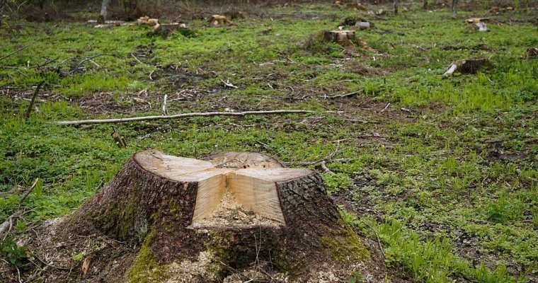 Под самый корешок: житель Красногорского получил условный срок за вырубку леса на 2,8 млн рублей