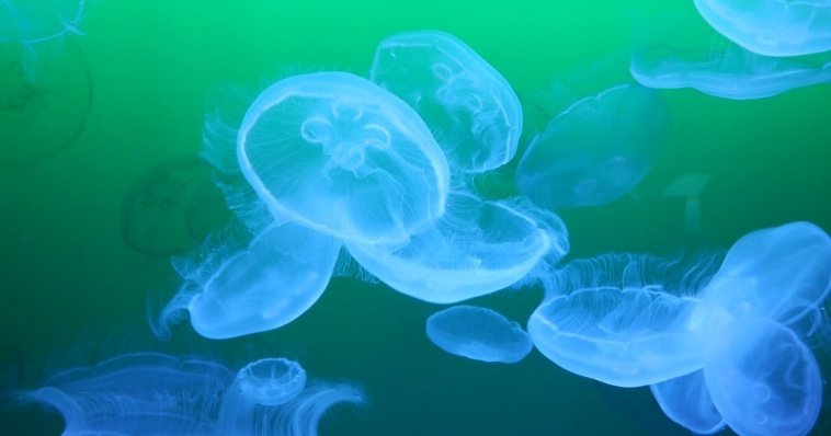 Нашествие опасных для человека медуз отмечено в Крыму