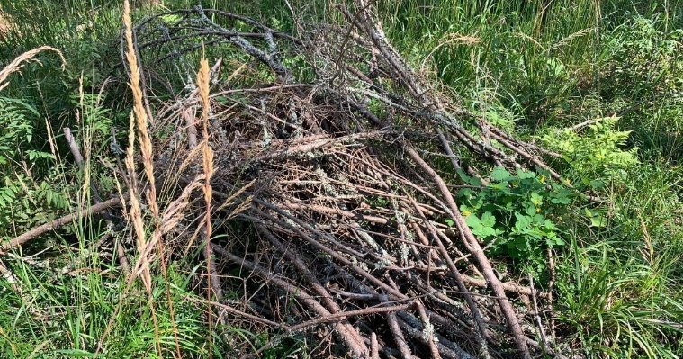 Житель Дебёсского района подозревается в вырубке 45 деревьев 