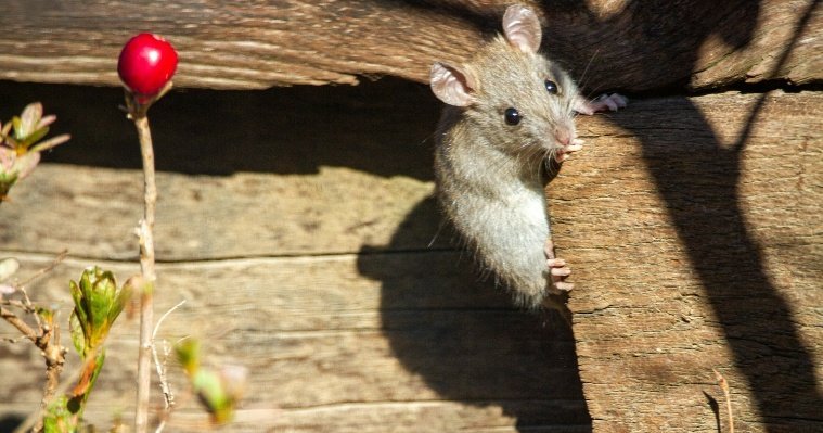 Число случаев «мышиной лихорадки» среди жителей Удмуртии выросло до 50
