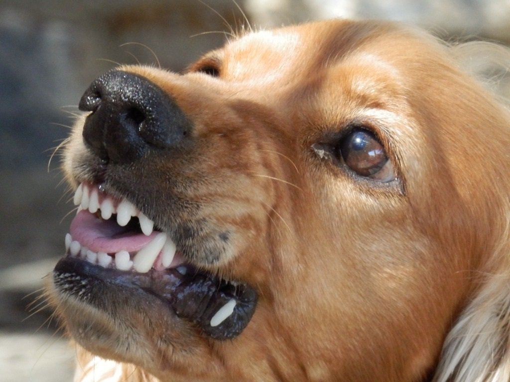Самую агрессивную породу собак установили британские ученые 