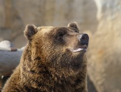 Итоги дня: пробуждение медведя Гоши в Ижевском зоопарке и ремонт объездной дороги в 2025 году