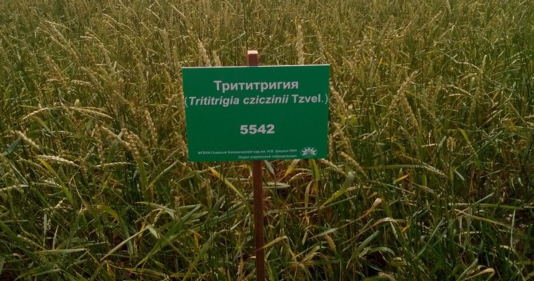 Гибрид пшеницы и пырея могут начать выращивать в Удмуртии