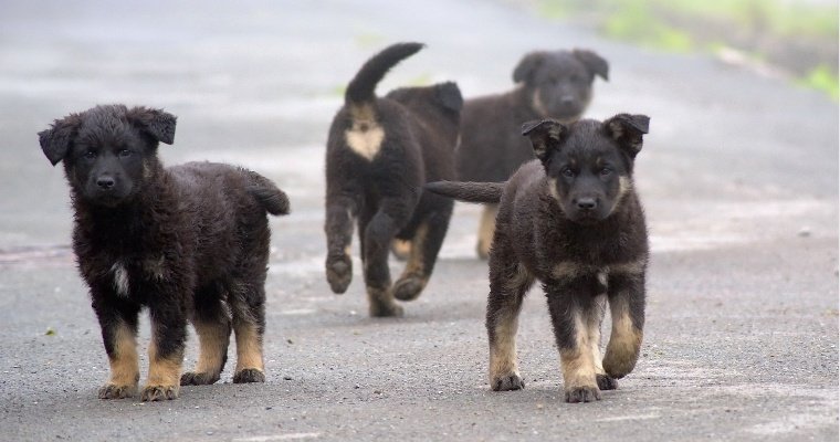 Ветеринары Удмуртии предложили штрафовать владельцев собак на самовыгуле