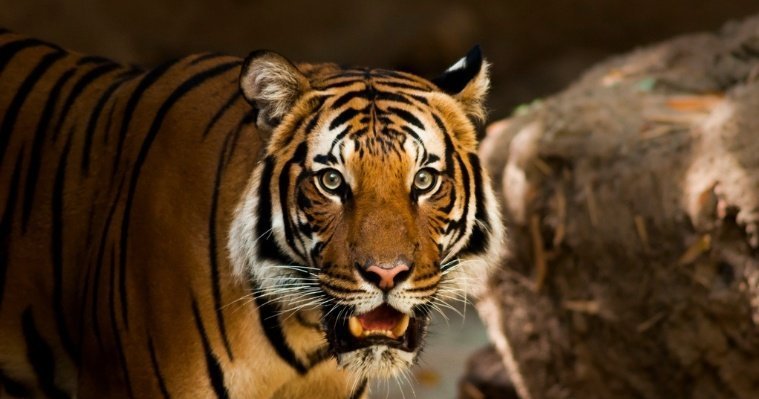 Вырвавшийся из украинского зоопарка тигр напугал жителей села в Словакии