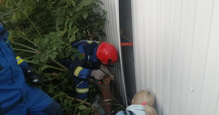 Спасатели в Удмуртии пришли на помощь кошке