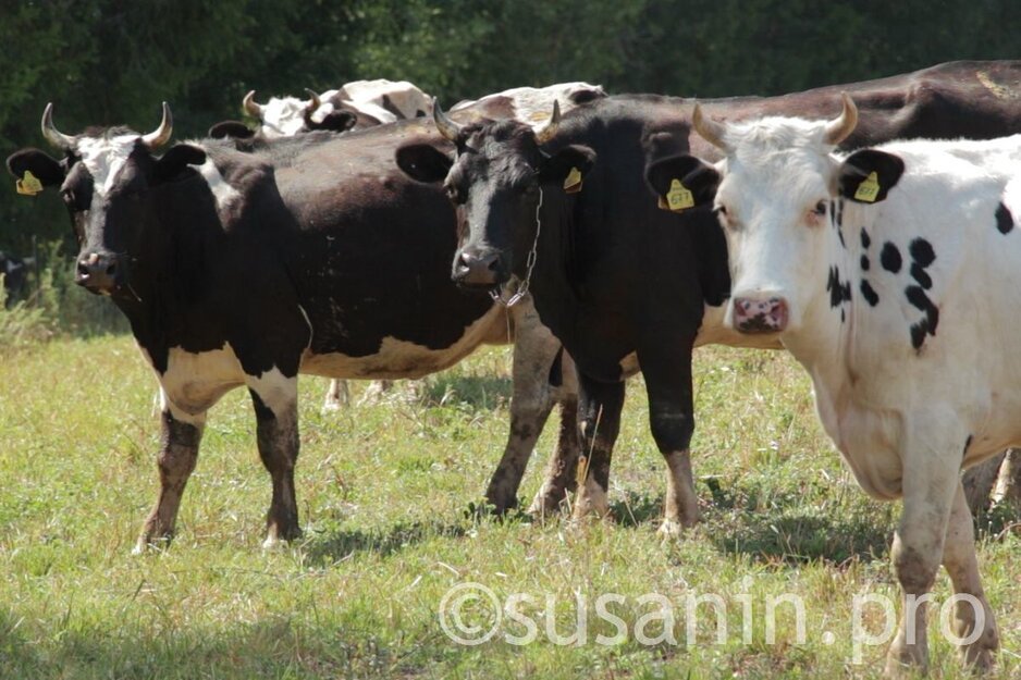 В Удмуртии уменьшилось поголовье крупного рогатого скота