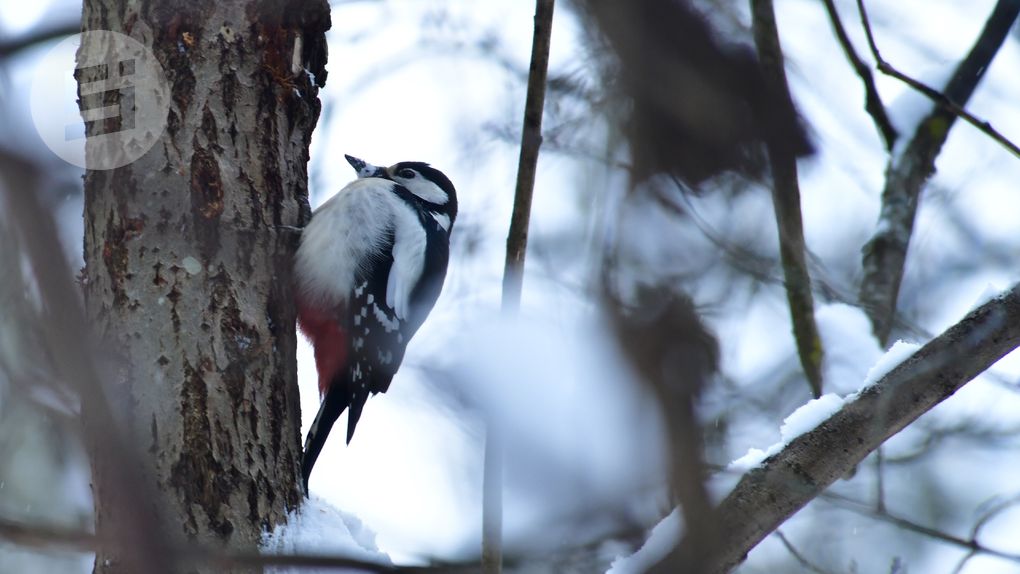 До -18 градусов ожидается в Удмуртии днём 21 января