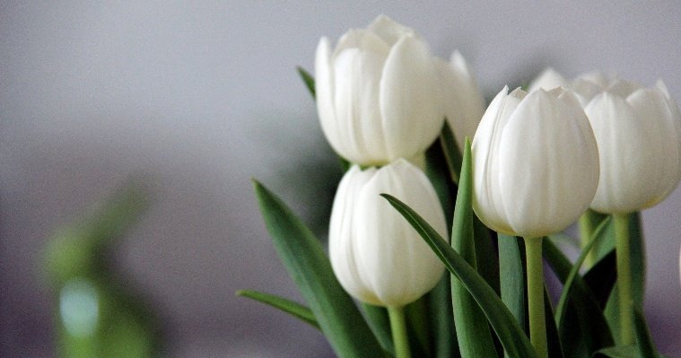 В канун 8 марта из Удмуртии отправили на экспорт первую в этом году партию цветов