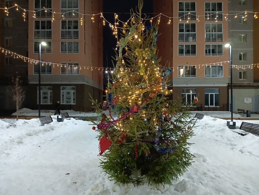 Клещи могут попасть в дом с новогодней ёлкой