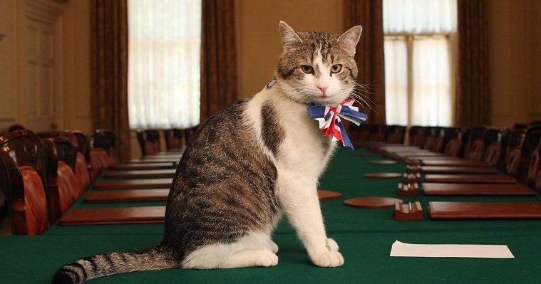 Прощание с погибшим бойцом в Воткинске и предложение коту Ларри возглавить правительство Великобритании: новости к этому часу