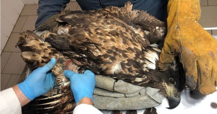 Ветеринары Удмуртии помогли раненой хищной птице